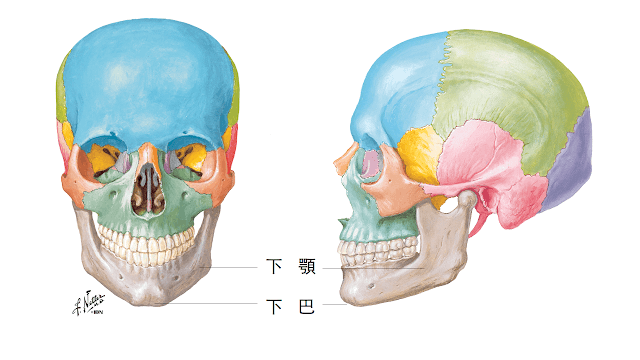 下顎骨-下顎骨角